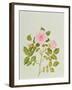 Rosa Var: Gertrude Jekyll-Peggy Wyatt-Framed Giclee Print