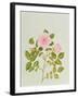 Rosa Var: Gertrude Jekyll-Peggy Wyatt-Framed Giclee Print