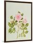 Rosa Var: Gertrude Jekyll-Peggy Wyatt-Framed Giclee Print