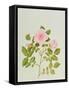 Rosa Var: Gertrude Jekyll-Peggy Wyatt-Framed Stretched Canvas