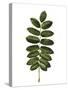 Rosaceae Leaf of European Rowan Sorbus Aucuparia-null-Stretched Canvas