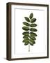 Rosaceae Leaf of European Rowan Sorbus Aucuparia-null-Framed Giclee Print