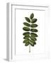 Rosaceae Leaf of European Rowan Sorbus Aucuparia-null-Framed Giclee Print