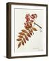 Rosaceae, Leaves of Rowan or European Mountain Ash Sorbus Aucuparia-null-Framed Giclee Print