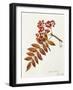 Rosaceae, Leaves of Rowan or European Mountain Ash Sorbus Aucuparia-null-Framed Giclee Print