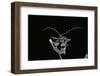 Rosalia Alpina (Rosalia Longicorn)-Paul Starosta-Framed Photographic Print