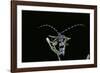 Rosalia Alpina (Rosalia Longicorn)-Paul Starosta-Framed Photographic Print