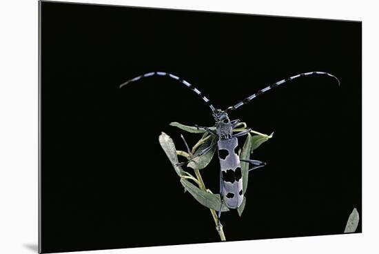 Rosalia Alpina (Rosalia Longicorn)-Paul Starosta-Mounted Photographic Print