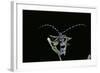 Rosalia Alpina (Rosalia Longicorn)-Paul Starosta-Framed Photographic Print