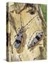 Rosalia Longicorn (Rosalia Alpina), Cerambycidae-null-Stretched Canvas