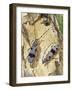 Rosalia Longicorn (Rosalia Alpina), Cerambycidae-null-Framed Giclee Print