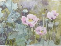 Pink Poppies with Bees-Rosalie Bullock-Stretched Canvas