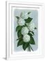 Gramercy White