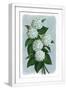 White Frame