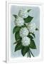 Gramercy White