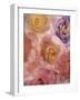 Rosas Compo 2-2-Moises Levy-Framed Giclee Print