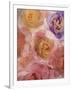 Rosas Compo 2-2-Moises Levy-Framed Giclee Print