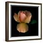 Rose 2-Magda Indigo-Framed Photographic Print