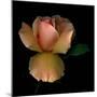 Rose 2-Magda Indigo-Mounted Photographic Print