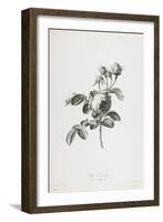 Rose a Cent Feuilles, from Fleurs Dessinees D'Apres Nature, C. 1800-Gerard Van Spaendonck-Framed Giclee Print