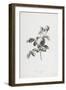 Rose a Cent Feuilles, from Fleurs Dessinees D'Apres Nature, C. 1800-Gerard Van Spaendonck-Framed Giclee Print