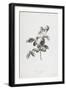 Rose a Cent Feuilles, from Fleurs Dessinees D'Apres Nature, C. 1800-Gerard Van Spaendonck-Framed Giclee Print