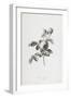 Rose a Cent Feuilles, from Fleurs Dessinees D'Apres Nature, C. 1800-Gerard Van Spaendonck-Framed Giclee Print