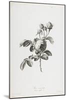 Rose a Cent Feuilles, from Fleurs Dessinees D'Apres Nature, C. 1800-Gerard Van Spaendonck-Mounted Giclee Print