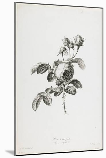 Rose a Cent Feuilles, from Fleurs Dessinees D'Apres Nature, C. 1800-Gerard Van Spaendonck-Mounted Giclee Print