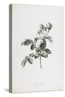 Rose a Cent Feuilles, from Fleurs Dessinees D'Apres Nature, C. 1800-Gerard Van Spaendonck-Stretched Canvas