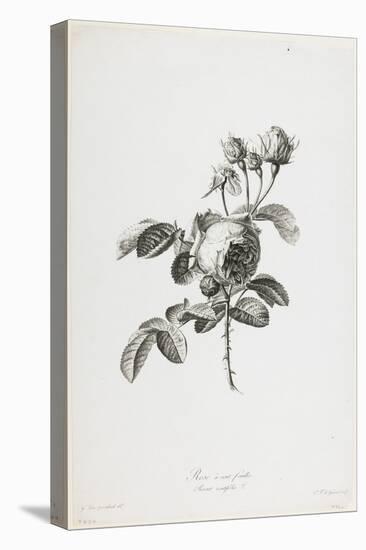 Rose a Cent Feuilles, from Fleurs Dessinees D'Apres Nature, C. 1800-Gerard Van Spaendonck-Stretched Canvas