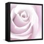 Rose Abstract-Anna Miller-Framed Stretched Canvas