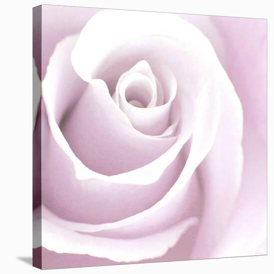 Rose Abstract-Anna Miller-Stretched Canvas