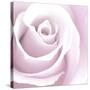 Rose Abstract-Anna Miller-Stretched Canvas