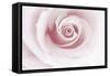 Rose Abstract-Anna Miller-Framed Stretched Canvas