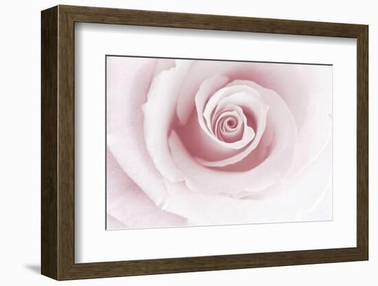 Rose Abstract-Anna Miller-Framed Photographic Print