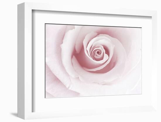 Rose Abstract-Anna Miller-Framed Photographic Print