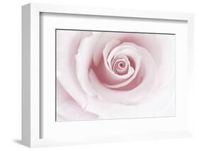 Rose Abstract-Anna Miller-Framed Photographic Print