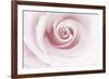 Rose Abstract-Anna Miller-Framed Photographic Print