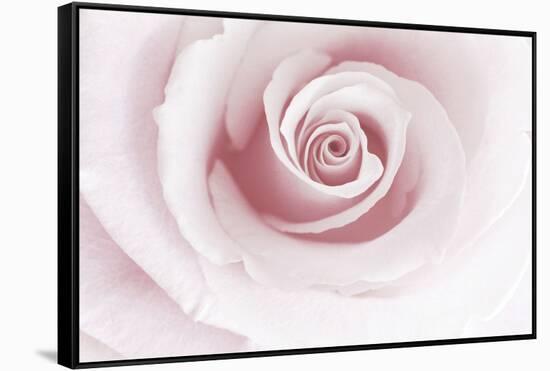 Rose Abstract-Anna Miller-Framed Stretched Canvas