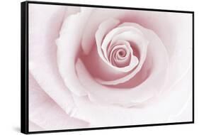 Rose Abstract-Anna Miller-Framed Stretched Canvas