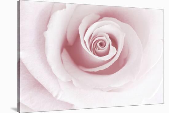 Rose Abstract-Anna Miller-Stretched Canvas