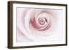 Rose Abstract-Anna Miller-Framed Photographic Print