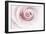 Rose Abstract-Anna Miller-Framed Photographic Print