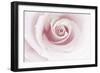 Rose Abstract-Anna Miller-Framed Photographic Print