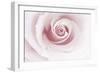 Rose Abstract-Anna Miller-Framed Photographic Print