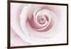 Rose Abstract-Anna Miller-Framed Premium Photographic Print