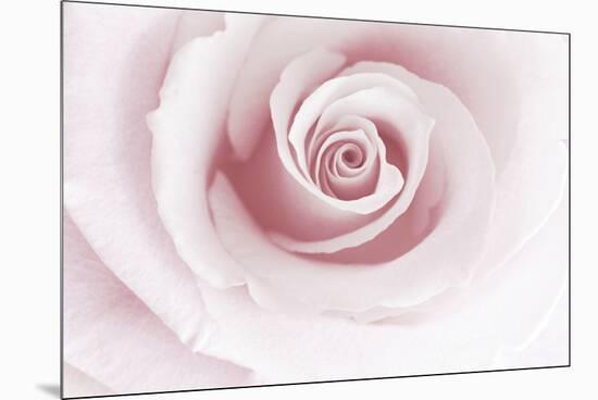Rose Abstract-Anna Miller-Mounted Premium Photographic Print