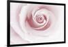 Rose Abstract-Anna Miller-Framed Premium Photographic Print