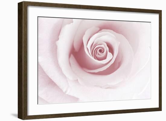 Rose Abstract-Anna Miller-Framed Photographic Print